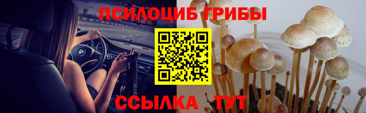 Псилоцибиновые грибы прущие грибы Чайковский